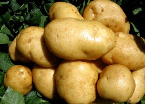 土豆直播间网红吃瓜,一场别开生面的吃瓜盛宴