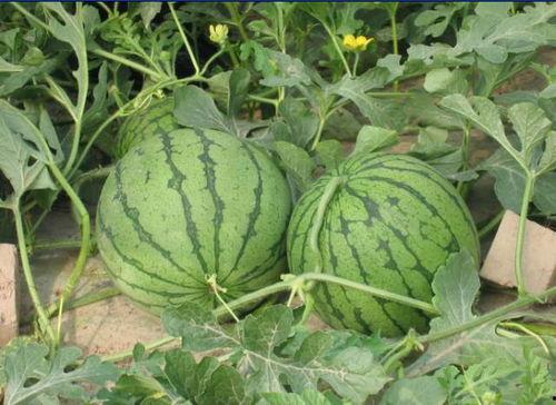 亳州网红吃瓜事件