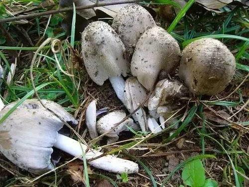 黑料吃瓜网蘑菇视频,揭秘娱乐圈幕后真相